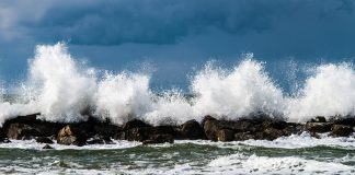 Pawsitively Hilarious Jokes #39