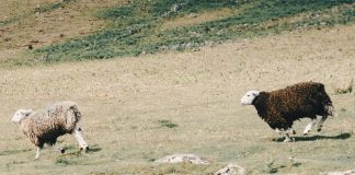 Pawsitively Hilarious Jokes #26