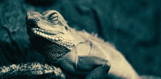 Pawsitively Hilarious Jokes #22