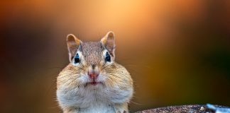 Pawsitively Hilarious Jokes #18