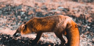 Pawsitively Hilarious Jokes #27