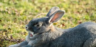 Pawsitively Hilarious Jokes #37