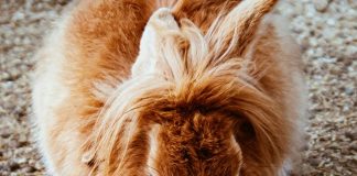 Pawsitively Hilarious Jokes #24