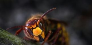 Pawsitively Hilarious Jokes #38