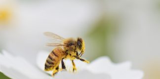 Pawsitively Hilarious Jokes #19