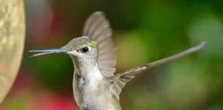 Pawsitively Hilarious Jokes #43