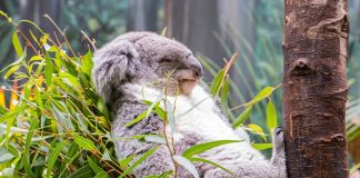 Pawsitively Hilarious Jokes #36