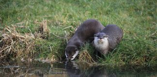 Pawsitively Hilarious Jokes #25