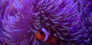 Pawsitively Hilarious Jokes #6