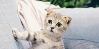 Pawsitively Hilarious Jokes #28