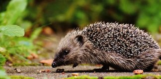 Pawsitively Hilarious Jokes #47