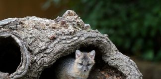 Top 10 animals who would hug a tree (if they could!)