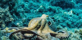 Pawsitively Hilarious Jokes #9