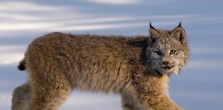 Link Up with Lynx! An Adventure in the Boreal Forest with Sandra Yaacoub