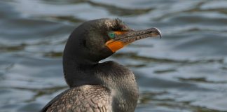 Umber Bird’s Eye View of the Great Lakes Microplastic Menace
