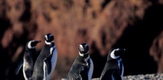 An Ancient Penguin Colony