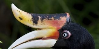 Top Ten Weirdest Looking National Birds rhinocerous hornbill