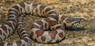 Come Meet the Marvelous Milksnake!