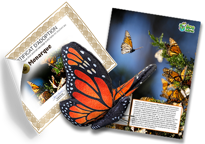 Monarch Adoption Kit FR