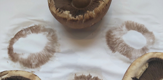 Mushroom Spore Prints