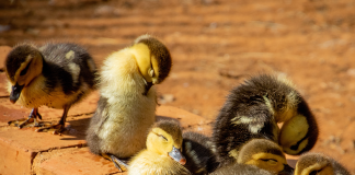 Name that group of animals