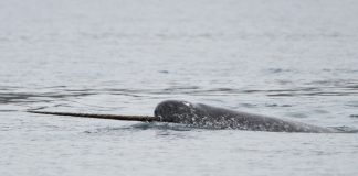 Whale you help protect this epic Arctic animal?