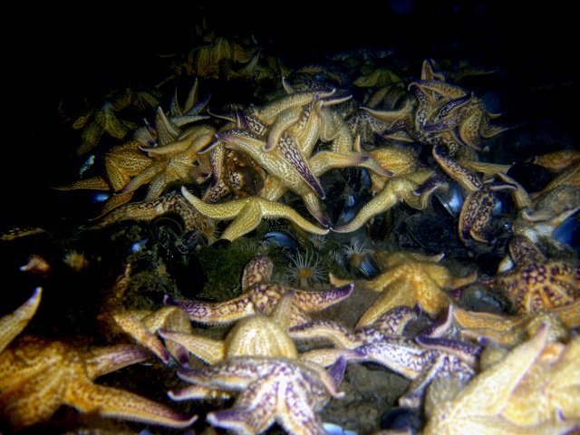 Northern Pacific seastar - Saspotato