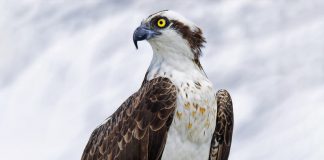 It’s the Awesome Osprey!