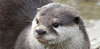 Otterly Awesome Quiz