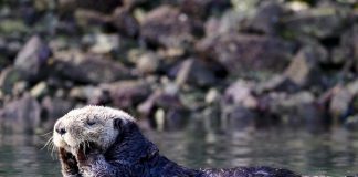 Pawsitively Hilarious Jokes #48