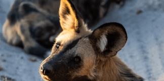 Painted Dog Scramble