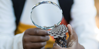 Pinecone Investigations