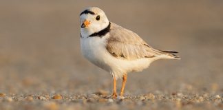Time for a Piping Plover Recap!