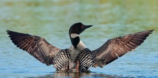 Help Toon the Loon save the Shorelines!
