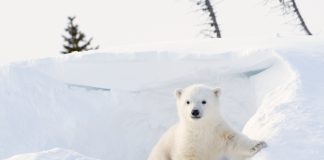 Calling all Conservation Council members: We need your help!