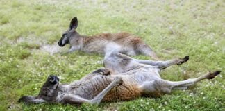 Pawsitively Hilarious Jokes #56