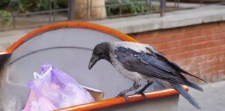 Lunch with Luna and Eclipse