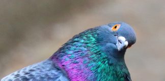 RAWR as you find which one doesn’t belong!