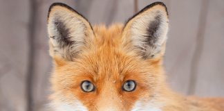 Calling all fox fans!