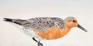 Have You Not Heard of a Red Knot?!