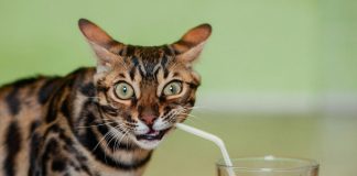 Top 5 Coolest Ways to Keep Cool