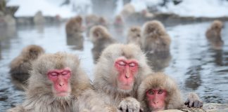 The Soothing Geothermal Baths