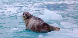 Time for a Ringed Seal Recap!