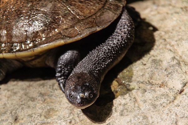 Roti Island snake necked turtle