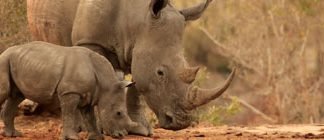 Using STEM to Save Rhinos