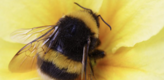Take the quiz: Which bee would YOU be?