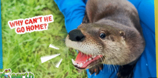 Adorable Otter Loves People Too Much!