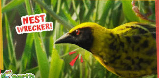 Why Is This Mystery Bird Destroying His Own House?!