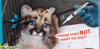 Is this Cougar Brave Enough To Get a Shot?