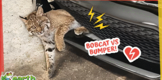 Can a 3-Legged Bobcat Survive in the Wild?